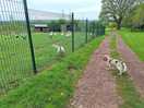 Hens, ducks and geese