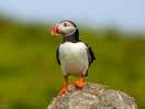 Skomer island - puffin