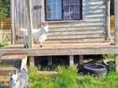 The resident goats.