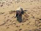 My dog loving the beach