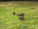 Ducks