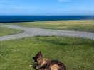 My dog chilling out