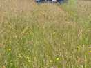 Get the mower out dan!