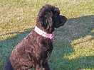 Our trixie
