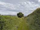 Walking to hay