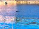Seal in the harbour