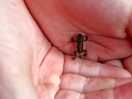 Baby frogs galore