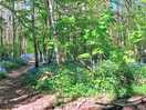 Beautiful bluebell woodland