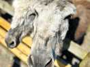 Donkey