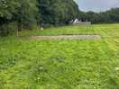 Long grass and weeds