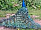 Pete the peacock who is always on site, this beautiful animal could be seen all the time