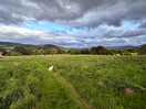 Dog walking field