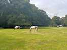 Horses wandering through the campsite