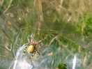 Wildlife