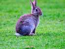 Campsite rabbit