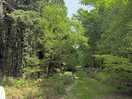 Woodland walks