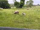 Sheep at the back of camp