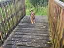 Dogs can run and play
