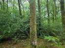 Woodland walk