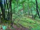 Woods that surround the camp site.