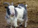 Goat with its tongue stuck out