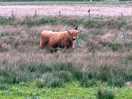 Highland cow