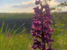 Orchid over lathkildale