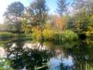 Kingfisher pond