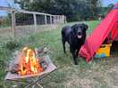 Dog friendly