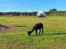 Alpaca
