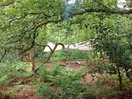 Woodland area
