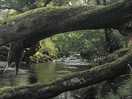 Stream alongside