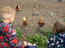 Watching the chickens even more amazing experience the gentlemen took them both inside the coop too