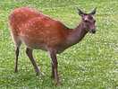 Deer very close