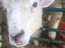 Gorgeous well kept animals. we're vegan and we was so lovely to see how cared for they are