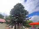 Tree on site
