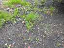 More hardstanding area - no maintenance at all