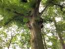 Large tree in the wood