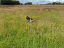 Nova loving dog walking field