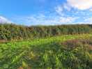 Beautiful field