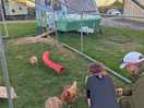 Visiting the chickens
