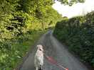 Evening walk down the lane