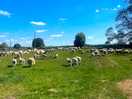 Sheep from farm