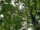 View into the tree house canopy