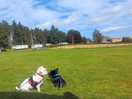 Our two dogs relaxing outside the tent enjoying the peace and quiet across from dog field.