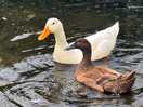 Ducks
