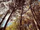 Pineta