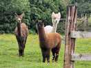 Alpacas on site