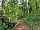 The woodland walk on site