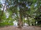 Local walk around colemere